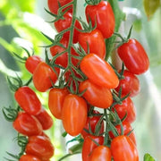 Purple Red Tomato Seeds