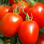Purple Red Tomato Seeds
