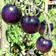 Purple Tomato Seeds