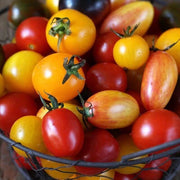 Rainbow Cherry Tomato Seeds
