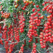 Rapunzel Tomato Seeds