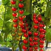 Rapunzel Tomato Seeds