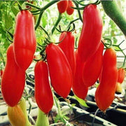 Red Banana Tomato Seeds
