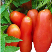 Red Banana Tomato Seeds