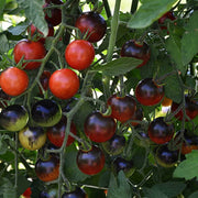 Red Black Tomato Seeds