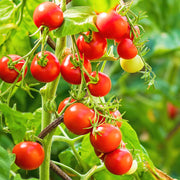Red Grape Cherry Tomato Seeds