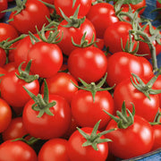 Red Grape Cherry Tomato Seeds
