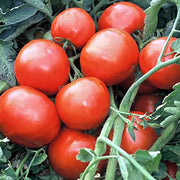 Red Grushovka Tomato Seeds