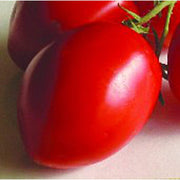 Red Grushovka Tomato Seeds