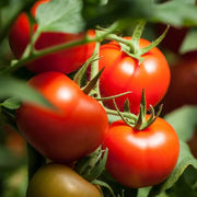 Red Horizon Tomato Seeds