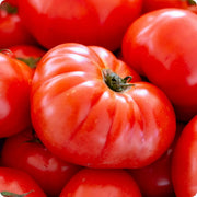 Red Mortgage Tomato Seeds