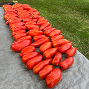 Red Opalka Tomato Seeds