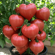 Red Oxheart Tomato Seeds