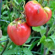 Red Oxheart Tomato Seeds
