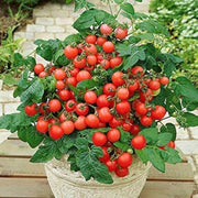 Red Rose Tomato Seeds