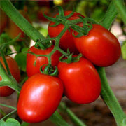 Red San Marzano Tomato Seeds