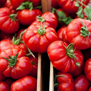 Red Santorini Tomato Seeds