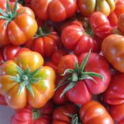 Red Santorini Tomato Seeds