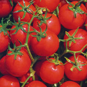 Red Tumbler Tomato Seeds