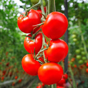 Red Tumbler Tomato Seeds