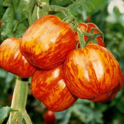Red Yellow Tomato Seeds