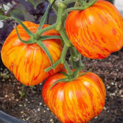 Red Yellow Tomato Seeds