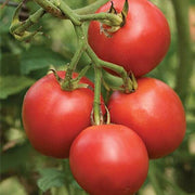 Reisenden Tomato Seeds