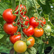Reisenden Tomato Seeds