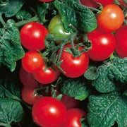 Robin Tomato Seeds