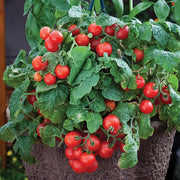 Robin Tomato Seeds