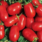 Roma Tomato Seeds