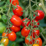 Roma VF Tomato Seeds
