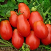 Roma VF Tomato Seeds
