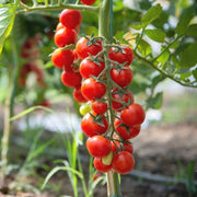 Rosalita Cherry Tomato Seeds