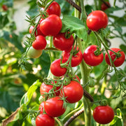 Rosalita Cherry Tomato Seeds