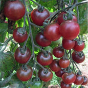 Rosella Tomato Seeds