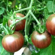 Rosella Tomato Seeds