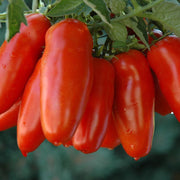 San Marzano Tomato Seeds