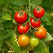 Tomato Seeds - for Home Gardens Seeds