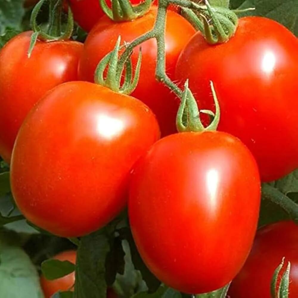 Heidi Tomato Seeds