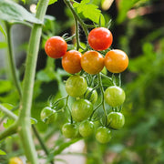 Tomato Seeds - for Home Gardens Seeds