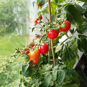 Tomato Seeds - for Home Gardens Seeds