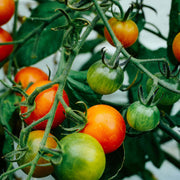 Tomato Seeds - for Home Gardens Seeds