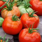 ACE Tomato Seeds