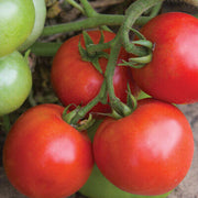 Atkinson Tomato Seeds