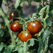 Atomic Tomato Seeds