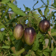 Atomic Grape Tomato Seeds