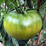 Aunt Ruby's Tomato Seeds