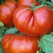 Aussie Paste Tomato Seeds
