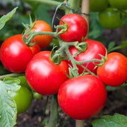 Balkon Red Tomato Seeds